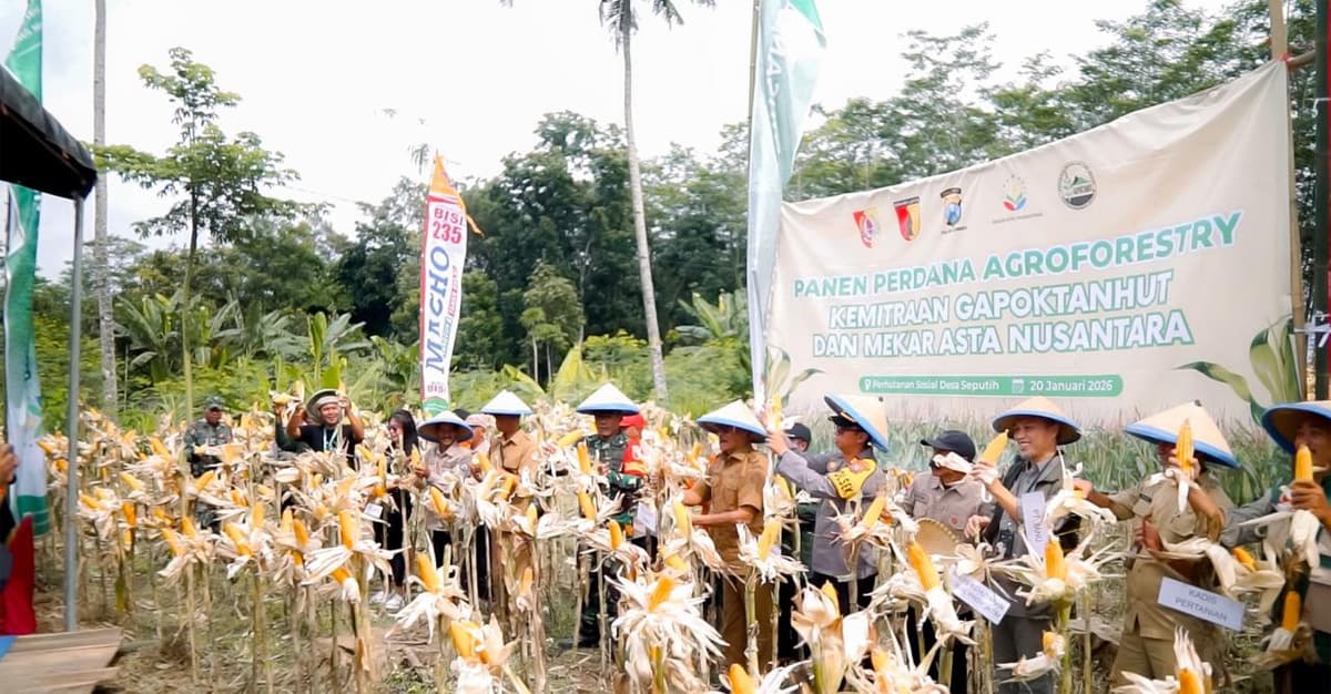 Dorong Pertanian Berkelanjutan, Mekar Asta Nusantara Panen Perdana Agroforestri di Jember